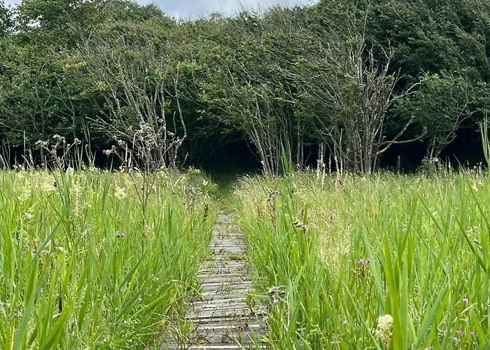 In Tranum Forest Brovst